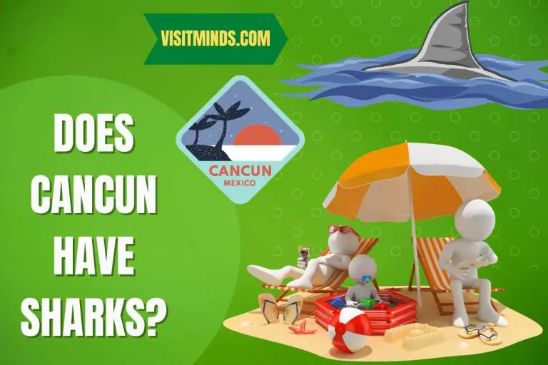 Does Cancun have Sharks? Prevention Is Better Than Cure!!